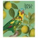 Зошит Школярик Birds 60 аркушів клітинка (060-3410K)
