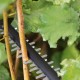 Кущоріз Bosch акумуляторний UniversalHedgeCut 18V-50 18V, 50мм, крок різу 20мм, 2.3кг (без АКБ та ЗП) (0.600.849.K00)