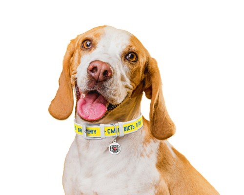 Нашийник для тварин WAUDOG Design з QR паспортом 