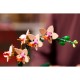 Конструктор LEGO Botanicals Міні орхідея (10343)