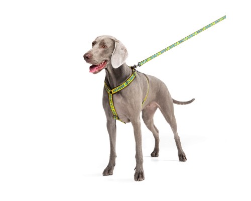 Шлея для собак WAUDOG Nylon анатомічна H-подібна Сміливість М (5150-0231)