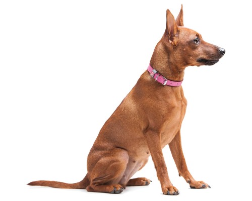 Нашийник для тварин WAUDOG Classic шкіряний 12 мм х 21-29 см рожевий (02027)