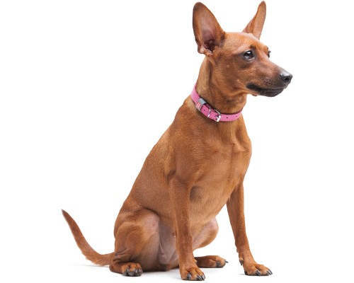 Нашийник для тварин WAUDOG Classic шкіряний 12 мм х 21-29 см рожевий (02027)