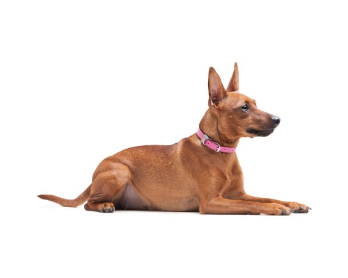 Нашийник для тварин WAUDOG Classic шкіряний 12 мм х 21-29 см рожевий (02027)