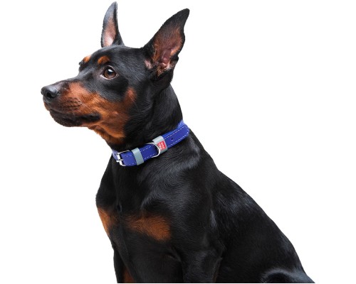 Нашийник для тварин WAUDOG Classic шкіряний 12 мм х 21-29 см фіолетовий (02029)