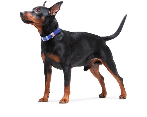 Нашийник для тварин WAUDOG Classic шкіряний 12 мм х 21-29 см фіолетовий (02029)