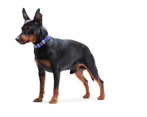 Нашийник для тварин WAUDOG Classic шкіряний 12 мм х 21-29 см фіолетовий (02029)