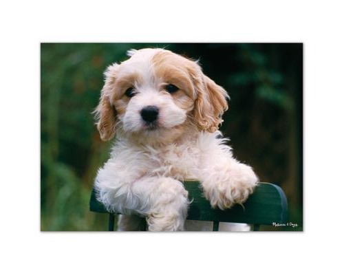 Пазл Melissa&Doug Цуценята, 30 елементів (MD8923)