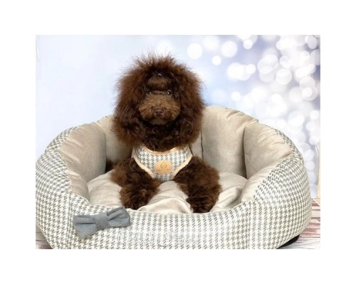 Шлея для собак Chloe's Home Berlin екрю XS (CLH7273)