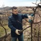 Секатор Bosch Pro Pruner, 12V, 2х3Ah (0.601.9K1.021)