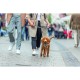 Шлея для собак Trixie CityStyle H-harness Бавовна L–XL 75–120 см 25 мм Світло-сіра (4053032682689)