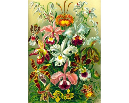 Пазл GoodLoot Imagination: Orchid Ernst Haeckel 1000 ел. (5908305247531)
