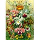 Пазл GoodLoot Imagination: Orchid Ernst Haeckel 1000 ел. (5908305247531)