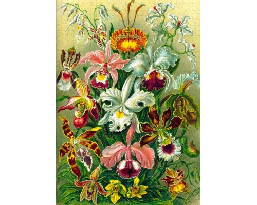 Пазл GoodLoot Imagination: Orchid Ernst Haeckel 1000 ел. (5908305247531)