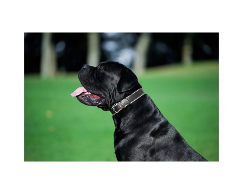 Нашийник для тварин WAUDOG Soft з QR паспортом M Ш 25 мм Д 38-49 см чорний (7202)
