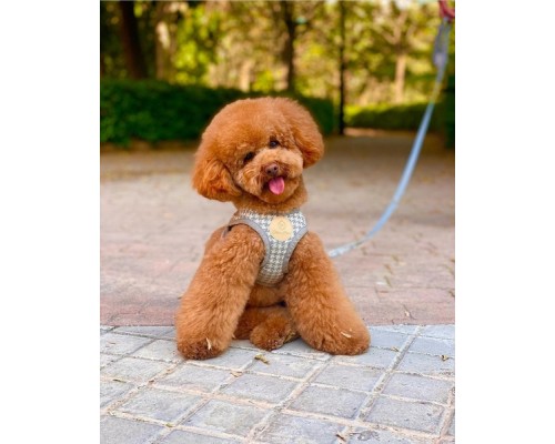 Шлея для собак Chloe's Home Berlin сіра XS (CLH5743)