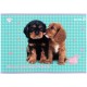 Альбом для малювання Kite Studio Pets, 24 аркуша (SP25-242)