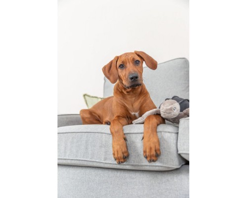 Іграшка для собак Trixie BE NORDIC Черепаха Хауке 34 см сіра (4011905360621)