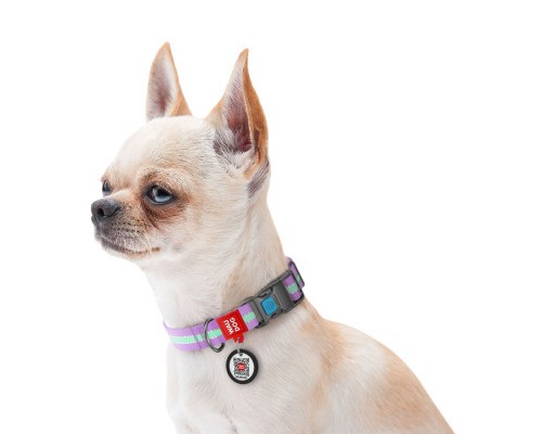 Нашийник для тварин WAUDOG Nylon з QR паспортом пластиковий фастекс Ш 25 мм Д 37-58 см фіолетовий (45659)