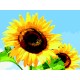 Картина по номерам ZiBi Соняхи в ясну погоду 40*50 см ART Line (ZB.64140)