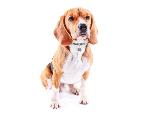 Шнурок для адресника WAUDOG Smart ID «Colors of freedom» S 25-45 см (360-4020)