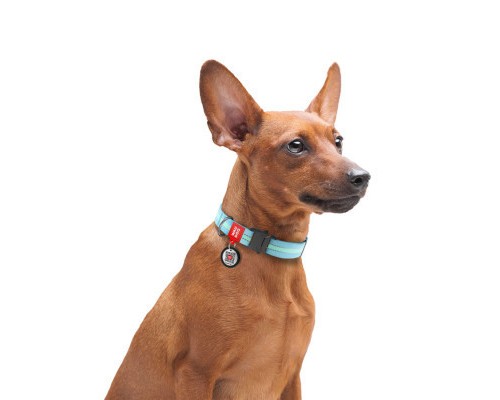 Нашийник для тварин WAUDOG Nylon світонакоплювальний, металічна пряжка-фастекс S блакитний (52122)