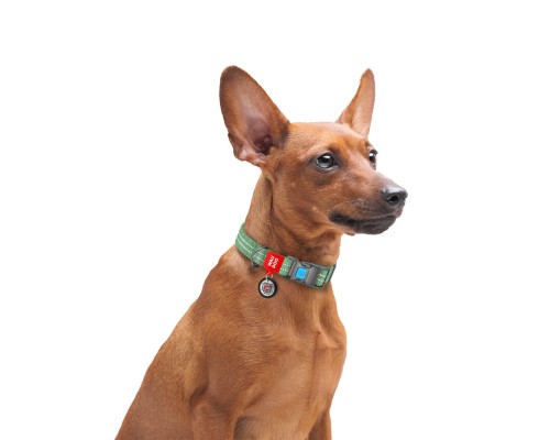 Нашийник для тварин WAUDOG Re-cotton з QR паспортом світловідбивний Ш 15 мм Д 25-35 см зелений (028618)