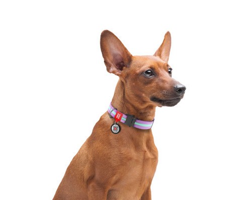 Нашийник для тварин WAUDOG Nylon світонакоплювальний, металічна пряжка-фастекс S фіолетовий (52129)