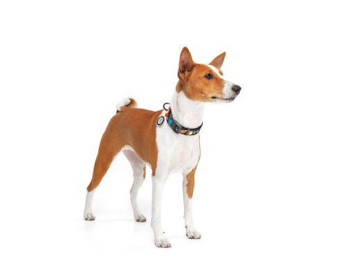 Нашийник для тварин WAUDOG Nylon з QR паспортом 