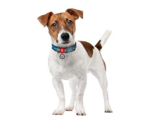 Нашийник для тварин WAUDOG Nylon з QR паспортом 