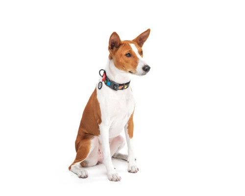 Нашийник для тварин WAUDOG Nylon з QR паспортом 