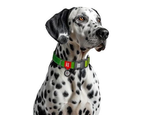 Нашийник для тварин WAUDOG Nylon Mono з QR паспортом, пластиковий фастекс L салатовий (52155)