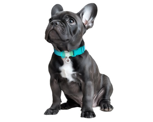 Нашийник для тварин WAUDOG Nylon Recycled з QR паспортом, градієнт, L блакитний (47022)