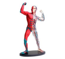 Набір для експериментів EDU-Toys Модель м'язів і скелета людини збірна, 19 см (SK056)