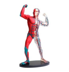 Набір для експериментів EDU-Toys Модель м'язів і скелета людини збірна, 19 см (SK056)