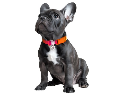 Нашийник для тварин WAUDOG Nylon Recycled з QR паспортом, градієнт, L помаранчевий (47024)