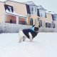 Курточка для тварин Airy Vest двостороння L 55 чорно-блакитна (1635)